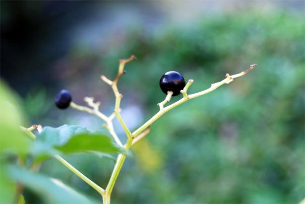 ���u�K���V�i���j