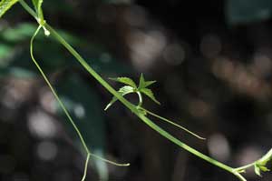 �A�}�`���d��