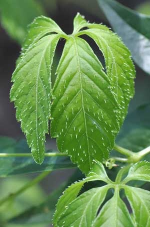 �A�}�`���d��