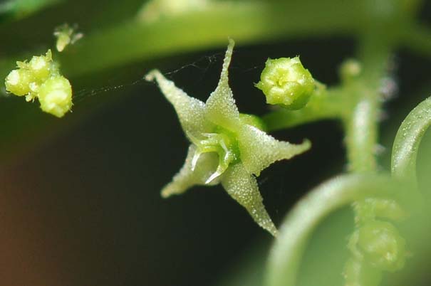 �A�}�`���d���i���ԁj