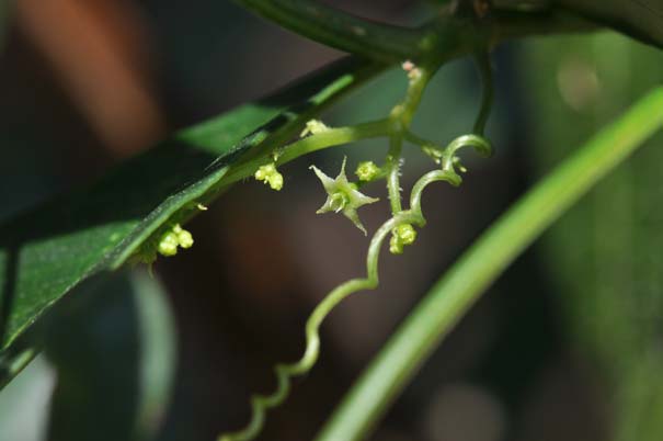 �A�}�`���d���i���ԁj