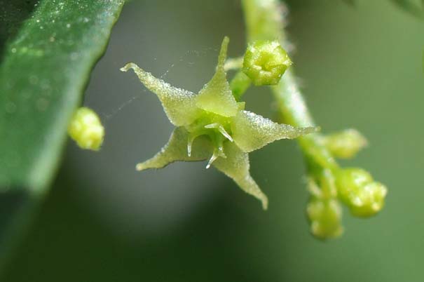 �A�}�`���d���i���ԁj