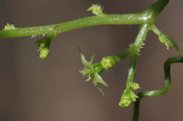 �A�}�`���d���i���ԁj