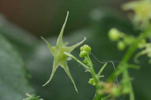 �A�}�`���d���i�Y�ԁj