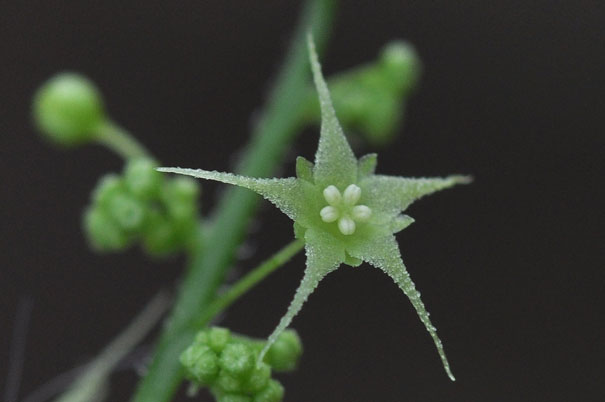 �A�}�`���d���i�Y�ԁj