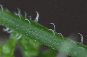 �A�}�`���d���i�s�̖сj