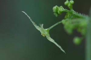 �A�}�`���d���i�Y�ԁj