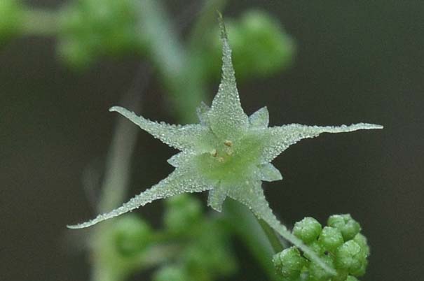 �A�}�`���d���i�Y�ԁj