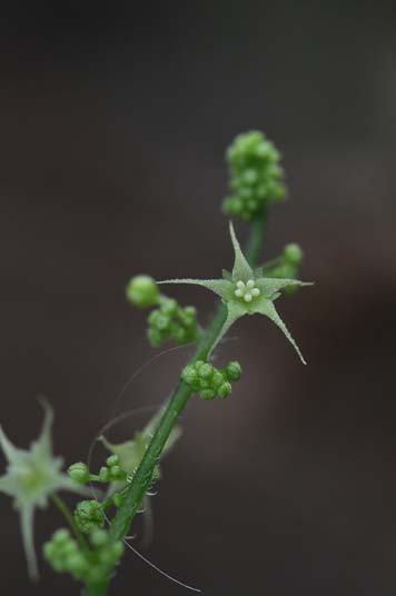 �A�}�`���d���i�Y�ԁj