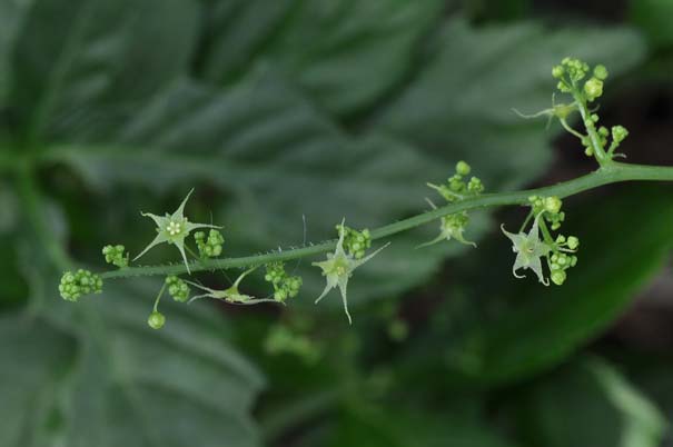 �A�}�`���d���i�Y�ԁj