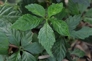 �A�}�`���d���i�t�j