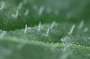 �A�}�`���d���i�t�̖сj