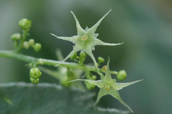 �A�}�`���d���i�Y�ԁj