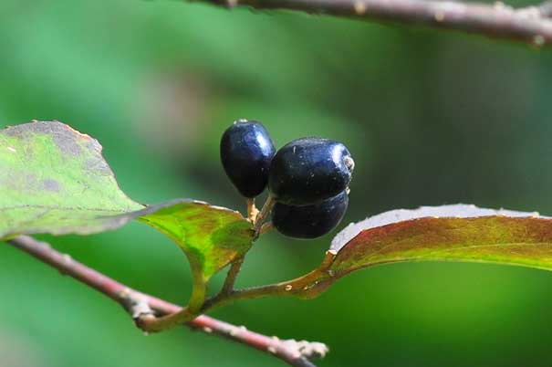 �^���i�T���t�^�M�i���j