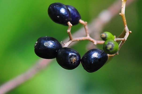 �^���i�T���t�^�M�i���j