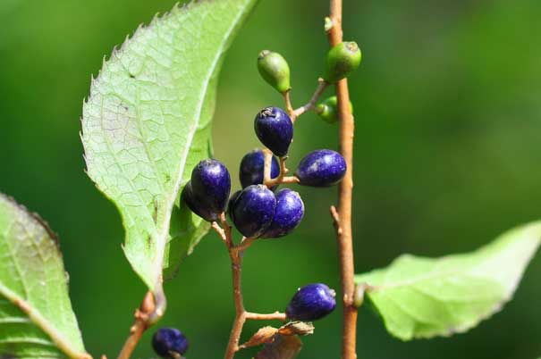 �^���i�T���t�^�M�i���j